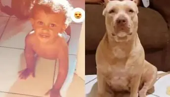 Bebê de 10 meses morre após ser atacado por pitbull da avó 