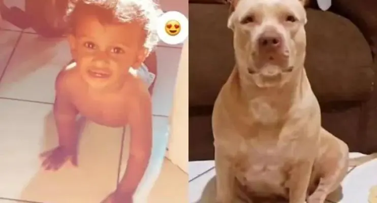 Bebê de 10 meses morre após ser atacado por pitbull da avó 