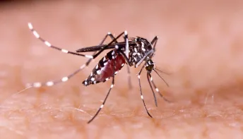 Brasil lidera registros de dengue no mundo, com 82% de todos os casos