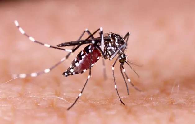 Brasil lidera registros de dengue no mundo, com 82% de todos os casos