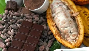 Cacau Fest 2026: visitas técnicas com especialistas vão levar conhecimento aos produtores de cacau de Linhares