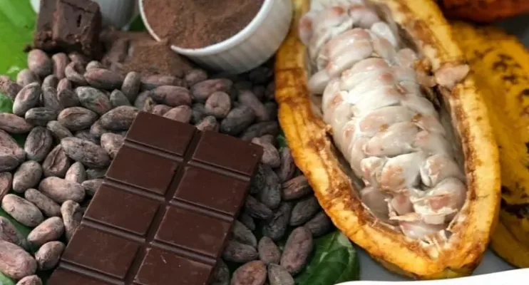 Cacau Fest 2026: visitas técnicas com especialistas vão levar conhecimento aos produtores de cacau de Linhares