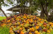 Cacau Fest Linhares começa nesta quarta com Tombo do Chocolate e premiação de produtores