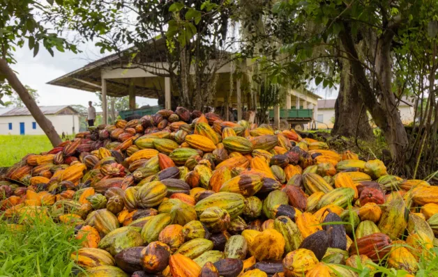 Cacau Fest Linhares começa nesta quarta com Tombo do Chocolate e premiação de produtores