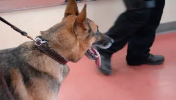 Cachorro da polícia foi responsável por prisão de brasileiro que estava foragido nos EUA