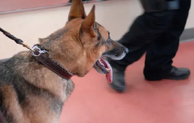 Cachorro da polícia foi responsável por prisão de brasileiro que estava foragido nos EUA