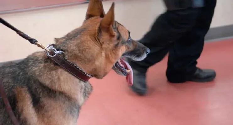 Cachorro da polícia foi responsável por prisão de brasileiro que estava foragido nos EUA