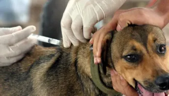 Cães e gatos: vacina antirrábica segue pelas comunidades do interior de Linhares