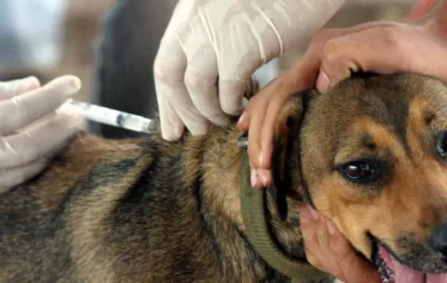 Cães e gatos: vacina antirrábica segue pelas comunidades do interior de Linhares