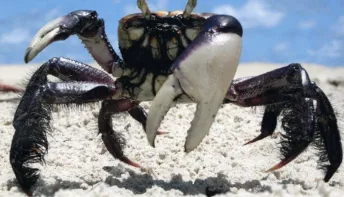 Calendário da andada do caranguejo-uçá é divulgado na Serra