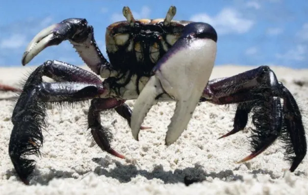 Calendário da andada do caranguejo-uçá é divulgado na Serra