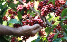 Capixaba irá representar mais de 200 mil cafeicultores da América Latina e do Caribe na COP30