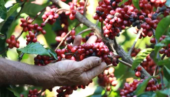 Capixaba irá representar mais de 200 mil cafeicultores da América Latina e do Caribe na COP30