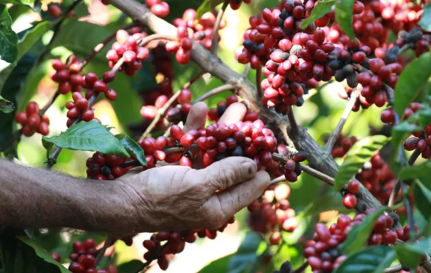 Capixaba irá representar mais de 200 mil cafeicultores da América Latina e do Caribe na COP30