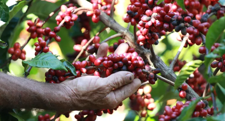 Capixaba irá representar mais de 200 mil cafeicultores da América Latina e do Caribe na COP30