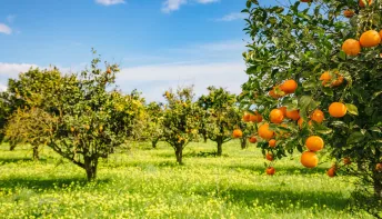 Chuvas abaixo da média reduzem estimativa de safra de laranja