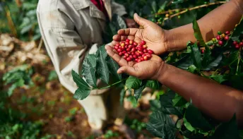 Colheita do café amplia contratações e estado cria 9,5 mil empregos formais