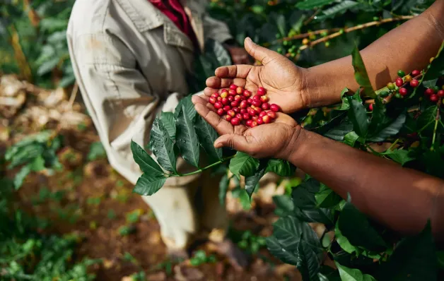 Colheita do café amplia contratações e estado cria 9,5 mil empregos formais