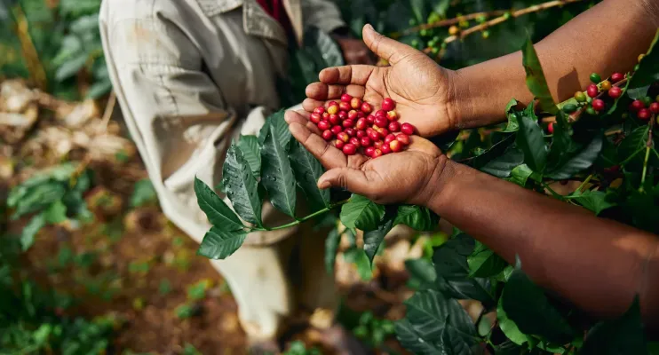 Colheita do café amplia contratações e estado cria 9,5 mil empregos formais