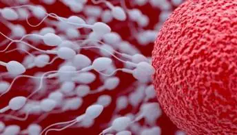Como calcular o período fértil? Aprenda !