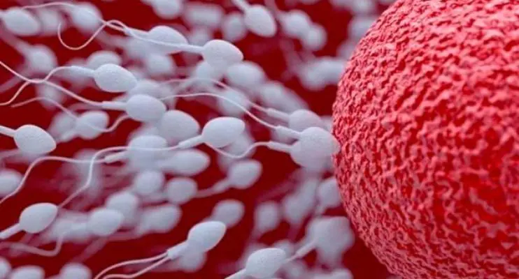 Como calcular o período fértil? Aprenda !