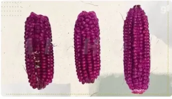 Como um milho roxo criado em laboratório pode salvar sua pipoca