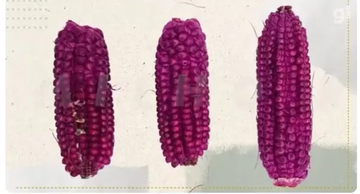 Como um milho roxo criado em laboratório pode salvar sua pipoca