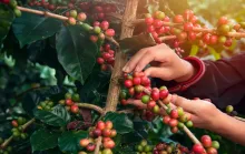 Concurso da Qualidade do Café Conilon: Inscrições até 16 de agosto