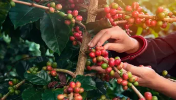 Concurso da Qualidade do Café Conilon: Inscrições até 16 de agosto