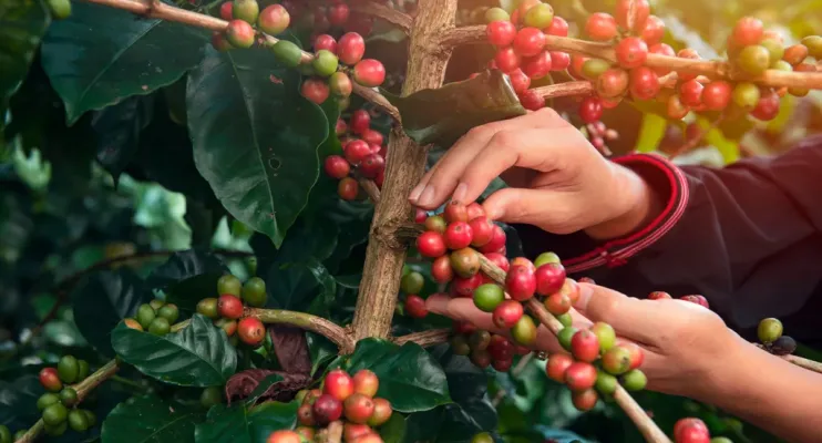 Concurso da Qualidade do Café Conilon: Inscrições até 16 de agosto