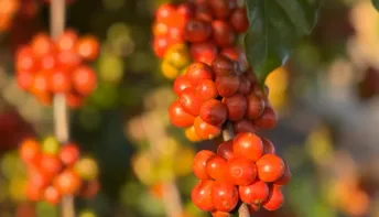 Concurso de Qualidade do Café Conilon em Jaguaré terá inscrições a partir de 3 de julho