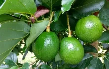 Consumo de abacate aumenta e ES se torna o 4º maior produtor da fruta no país