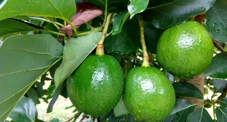  Consumo de abacate aumenta e ES se torna o 4º maior produtor da fruta no país