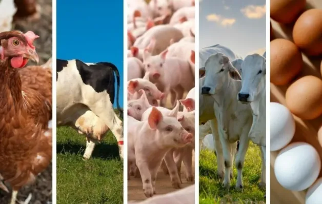 Cresce produção de aves e ovos no ES no 3º trimestre de 2025