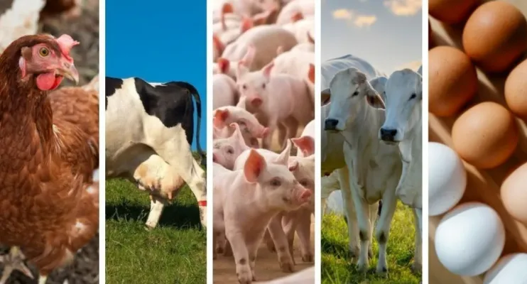 Cresce produção de aves e ovos no ES no 3º trimestre de 2025