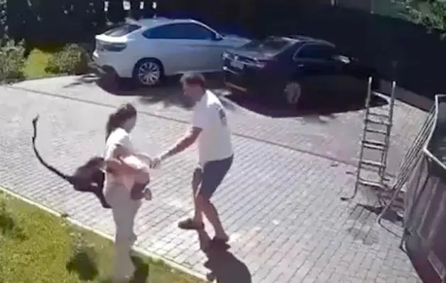 Criança de 2 anos sofre ataque de macaco, e precisa ser internada em hospital  