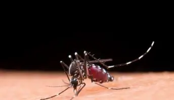Sete sinais para você ficar atento se estiver com Dengue