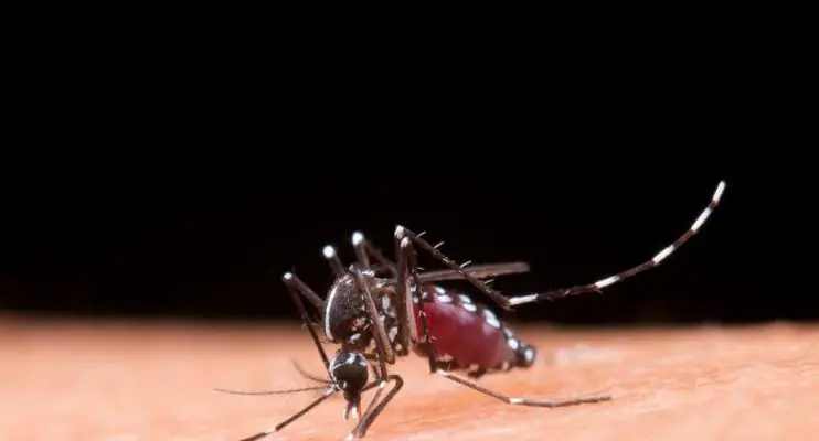 Sete sinais para você ficar atento se estiver com Dengue