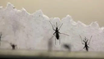 Dengue dispara no país, e reagente de testes se esgota