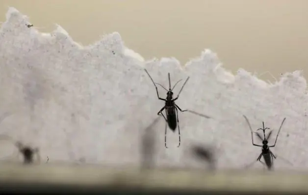 Dengue dispara no país, e reagente de testes se esgota