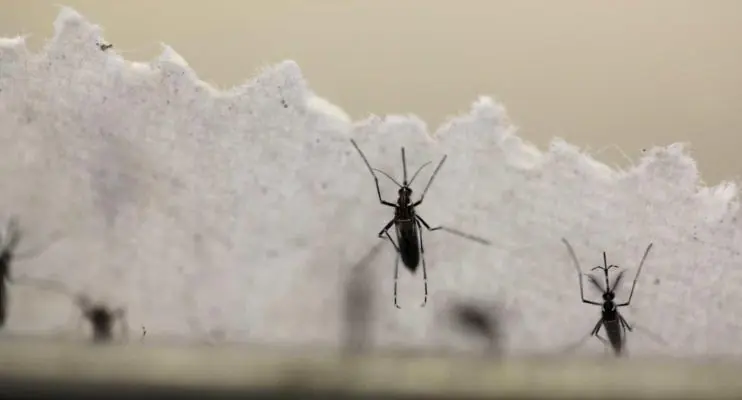Dengue dispara no país, e reagente de testes se esgota