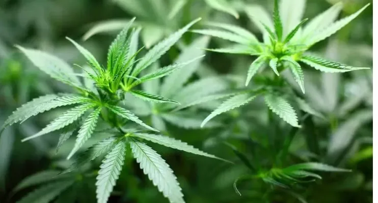 Descriminalização da maconha pode beneficiar até 20 mil presos e gerar economia de meio bilhão