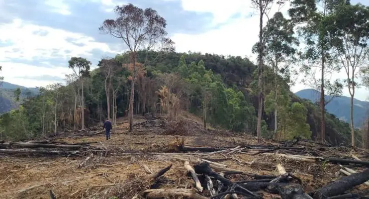Desmatamento é identificado pela Idaf em Reserva Legal, em Rio Bananal