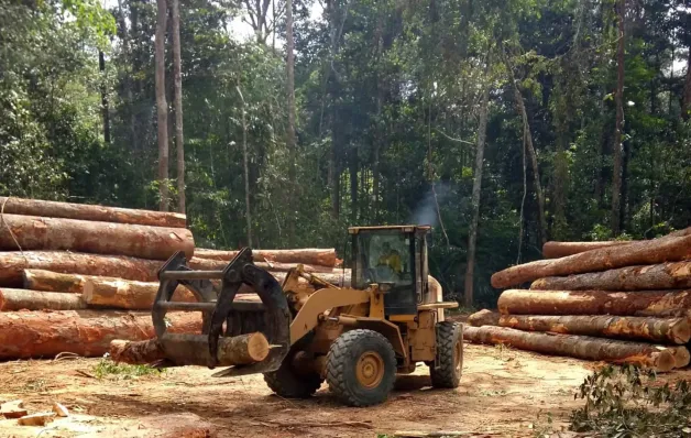 Desmatamento em novembro cai 68% na Amazônia