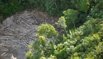 Desmatamento na Amazônia cai 68% em abril, primeira grande queda no governo Lula