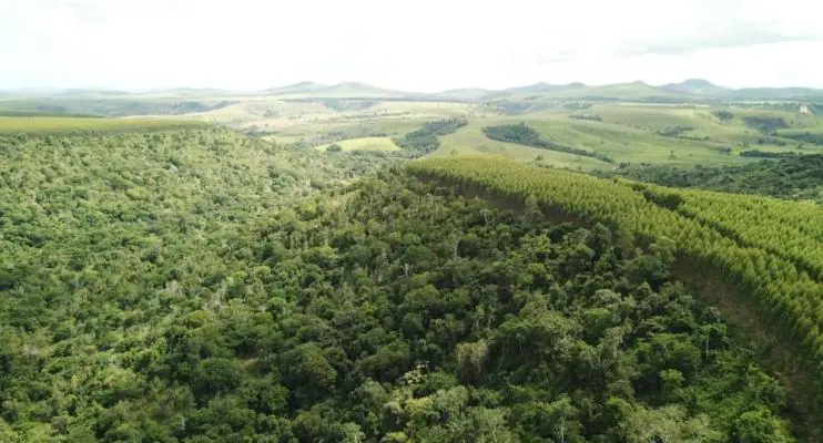 Dia da Árvore: Suzano avança em ações de restauração e conservação ambiental na Bahia, Espírito Santo e Minas Gerais
