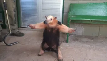 Dia Mundial do Animais será comemorado com evento e arrecadação de ração na próxima quarta (4) na praça do bairro Conceição