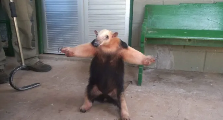 Dia Mundial do Animais será comemorado com evento e arrecadação de ração na próxima quarta (4) na praça do bairro Conceição