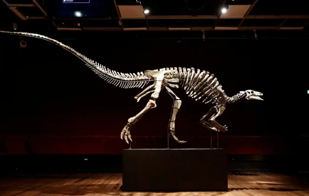 Dinossauro vai a leilão em Paris (e deverá custar mais de R$ 6 milhões)
