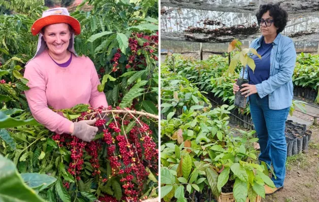 Do café ao cacau: projetos fortalecem e valorizam as mulheres rurais capixabas